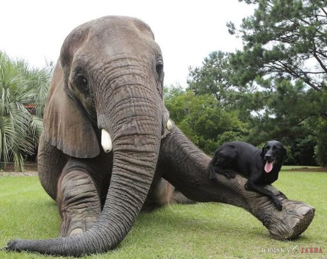 Unikátne priateľstvo: Slona a labradora spojila láska k vode