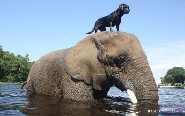 Unikátne priateľstvo: Slona a labradora spojila láska k vode