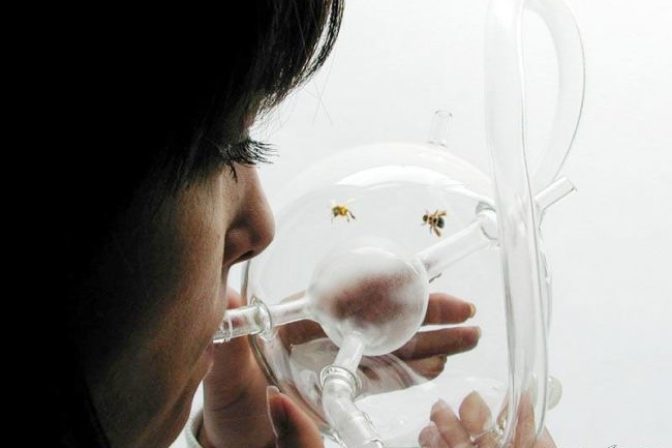 Žena navrhla produkt, ktorý za pomoci včiel odhalí rakovinu