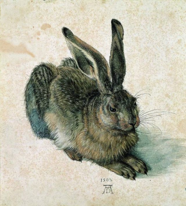 Albrecht Dürer: Poľný zajac, 1502