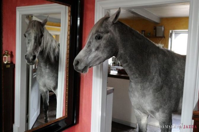 Majiteľka ukryla koňa počas búrky v obývačke, teraz odmieta odísť