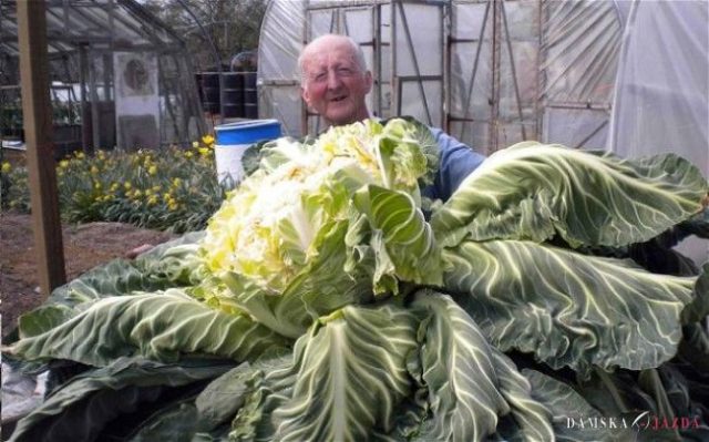 V záhrade obrov: Muž dopestoval gigantický karfiol, nakŕmi celú dedinu