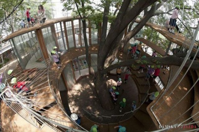 Okolo bájneho stromu v Japonsku vyrástla fascinujúca škôlka
