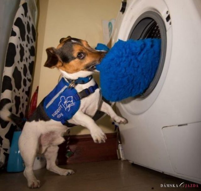 Pes zachránil majiteľke život, pomáha aj prať a upratovať