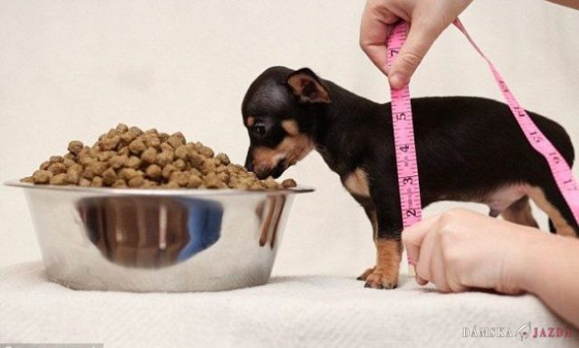 Najmenšieho psa v Británii venčia na popruhoch pre andulky