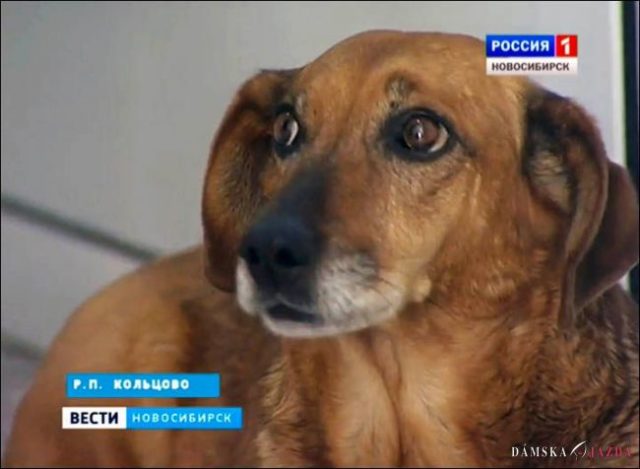 Verný pes rok po smrti majiteľa stále čaká pred nemocnicou