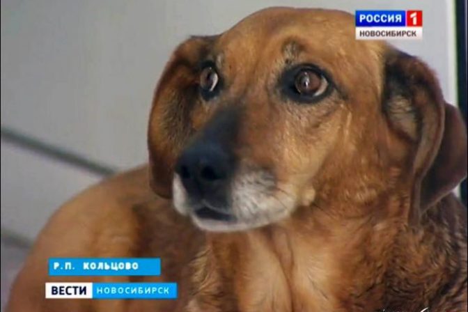 Verný pes rok po smrti majiteľa stále čaká pred nemocnicou