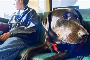 Šikovný labrador sa sám vozí mestským autobusom do parku