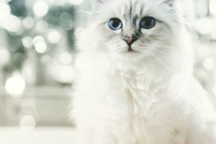 Mačka Karla Lagerfelda zarobila vlani tri milióny eur