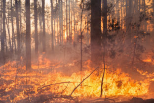 Požiar, horí les, oheň v lese, zhorený les, stromy