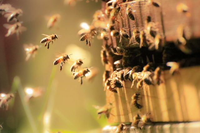 Med, včely